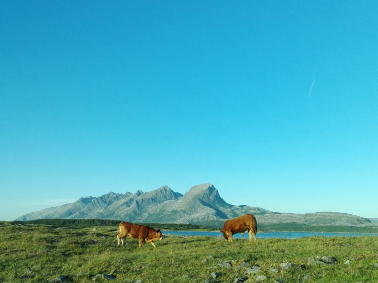 LandPress sommerfelt- den perfekte "sommerjobbferien"