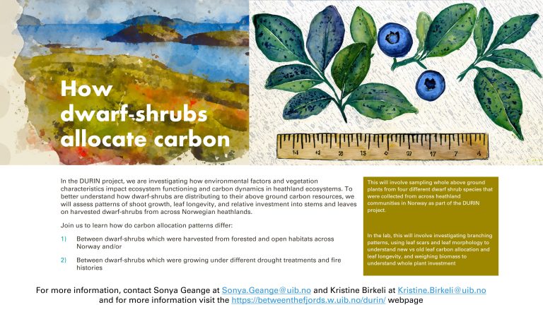 How dwarf-shrubs allocate carbon (Durin)