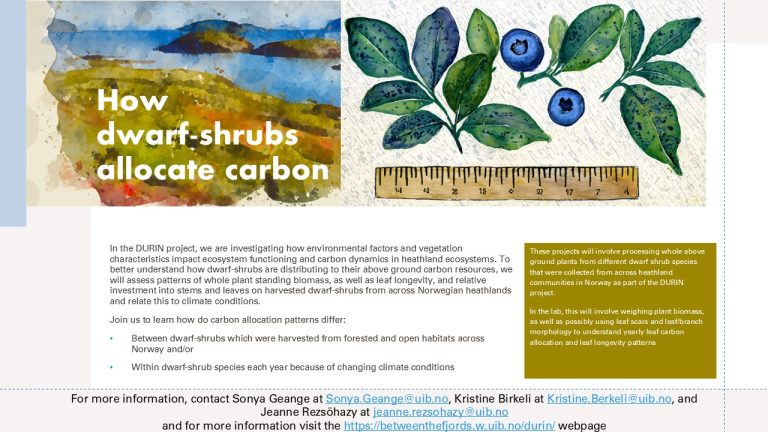 How dwarf-shrubs allocate carbon (Durin)